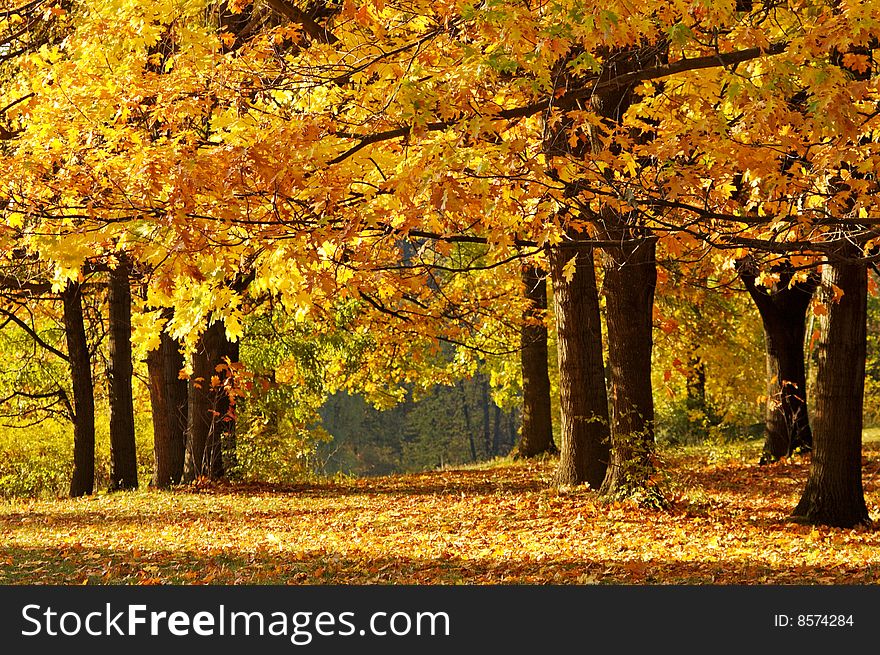 Autumn in the park on sunny day