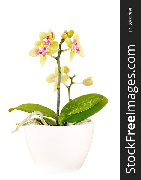 Decorative Orchid On White