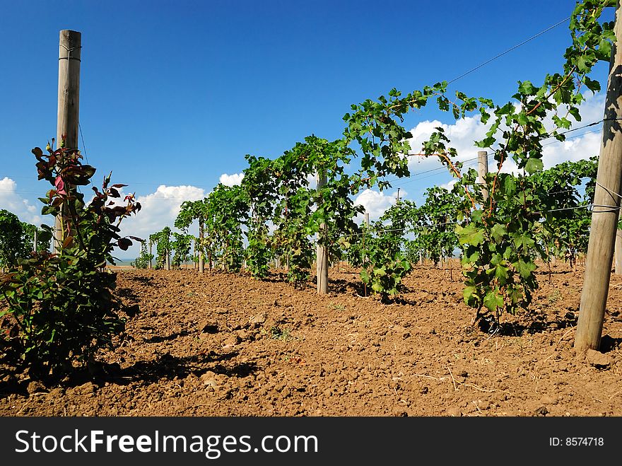 Rows of a grapevine against the sky. Rows of a grapevine against the sky