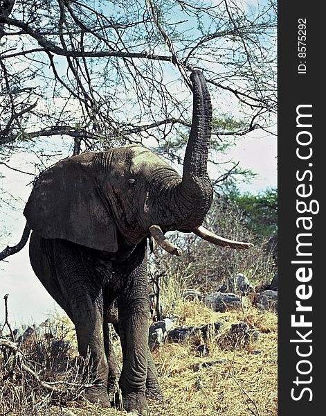 Elephant under tree,Tarangire National Park ,Tanzania. Elephant under tree,Tarangire National Park ,Tanzania