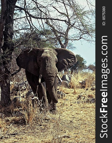 Huge Elephant under tree,Tarangire National Park ,Tanzania. Huge Elephant under tree,Tarangire National Park ,Tanzania