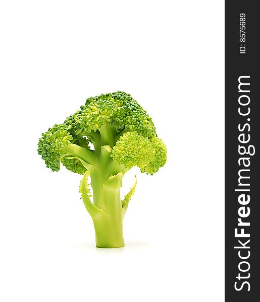 Single stem of broccoli isolated. Single stem of broccoli isolated