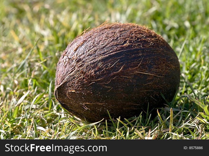 Photo of coconut lying in the grass. Photo of coconut lying in the grass