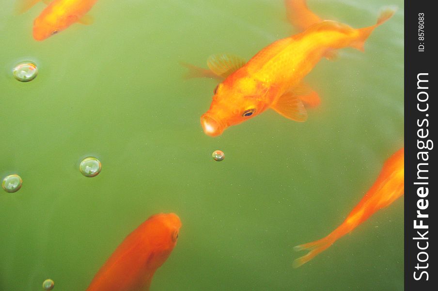 A goldfish blowing bubbles in a pond. A goldfish blowing bubbles in a pond.