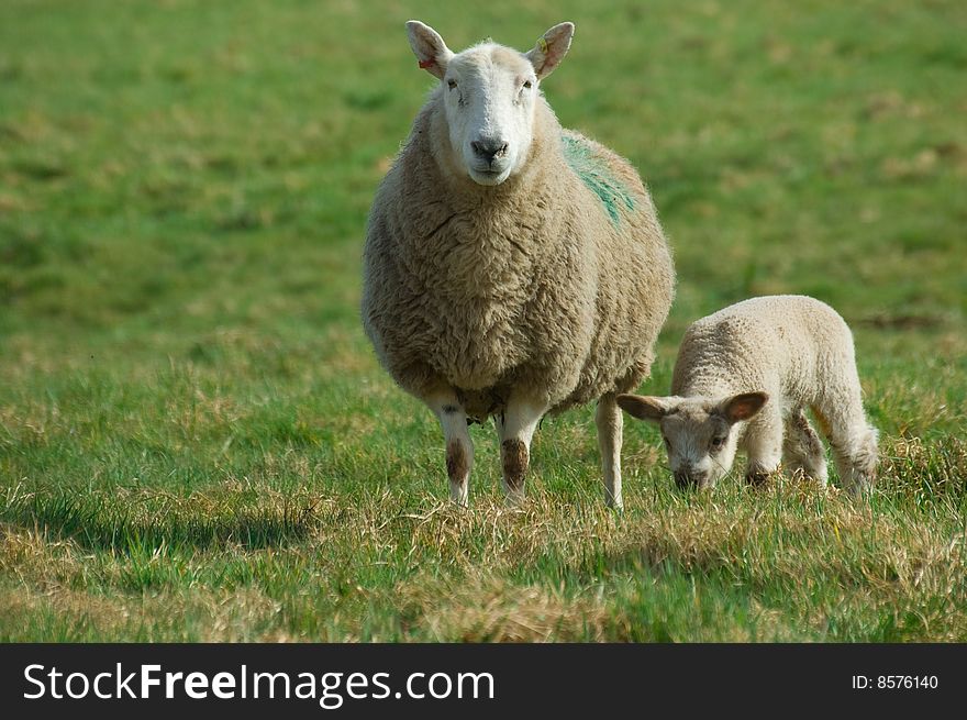 A mother sheep watching for danger as her spring baby lamb eats some grass. A mother sheep watching for danger as her spring baby lamb eats some grass.