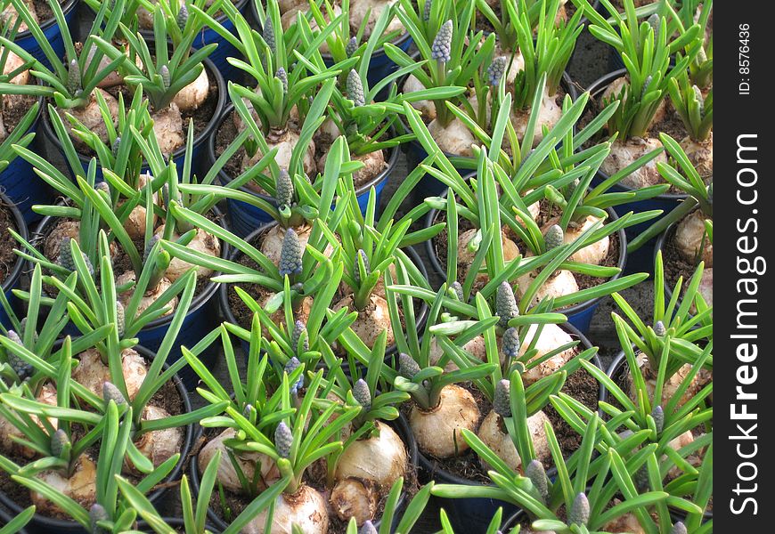 Common grape-hyacinth in the garden centre