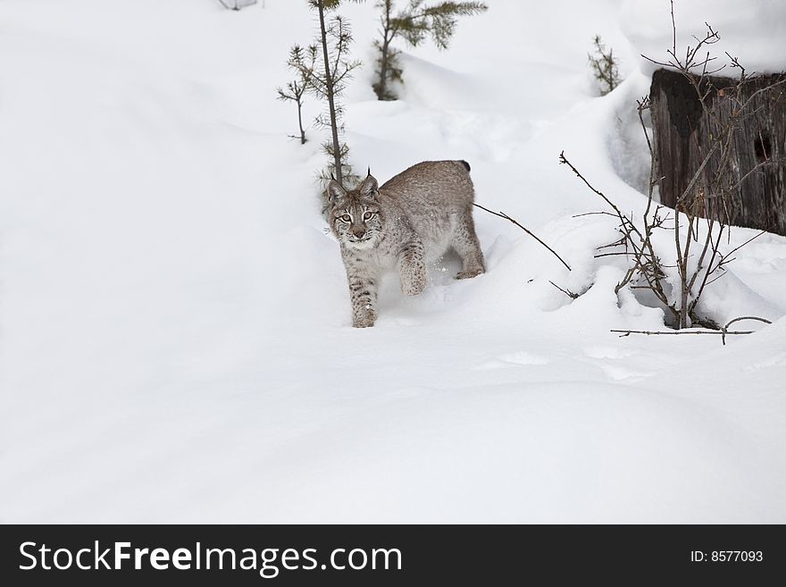 Siberian Lynx Walking in Snow. Siberian Lynx Walking in Snow