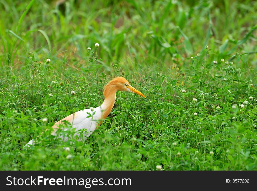 Cattle egret looking great in green grass.