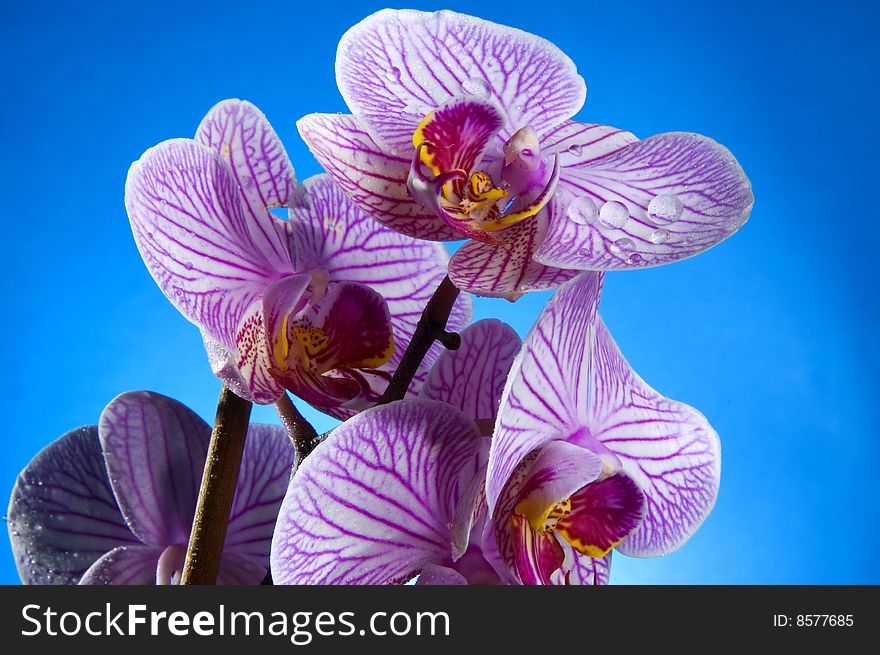 Photo of flower isolated on blue