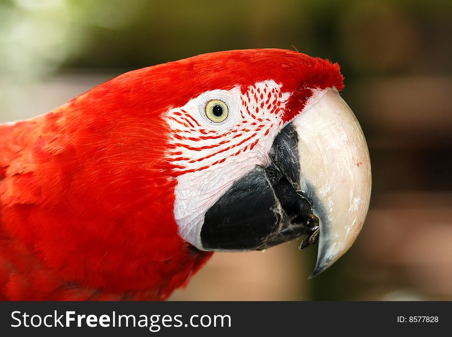 parrots ara are very colourfully coloured. parrots ara are very colourfully coloured.