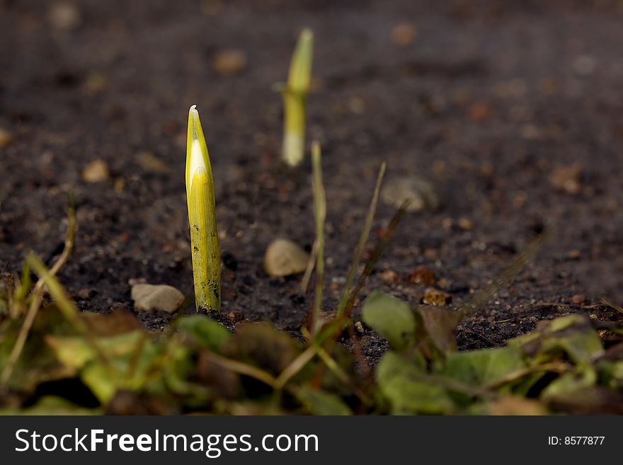 White spring flowers on the snow