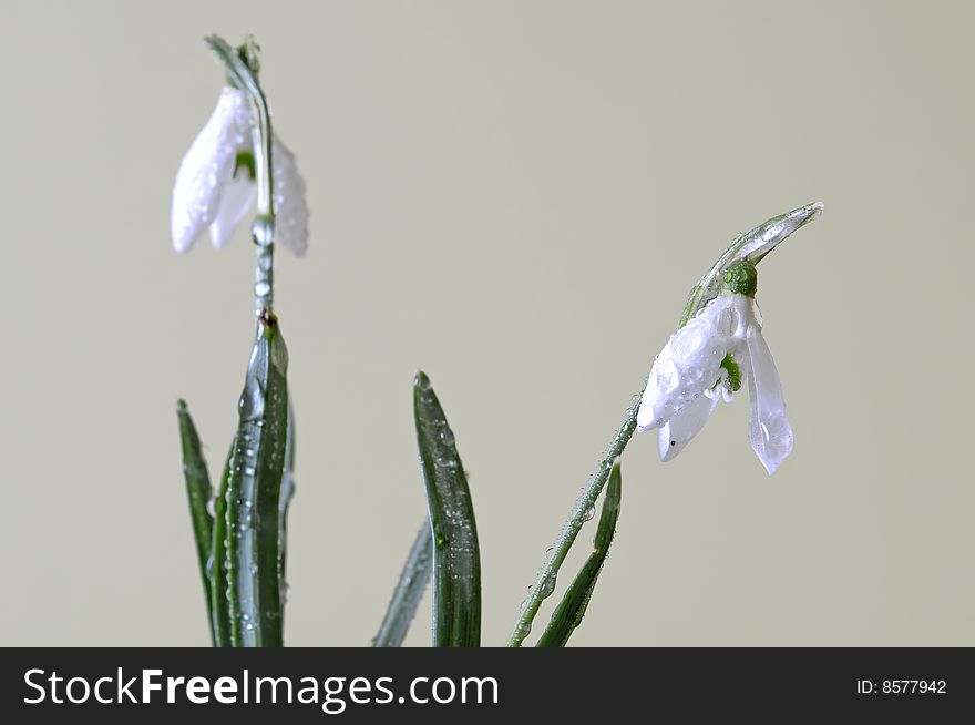 Close up of two snowdrops with drops of water. Plants isolated on the pea green background. Close up of two snowdrops with drops of water. Plants isolated on the pea green background.