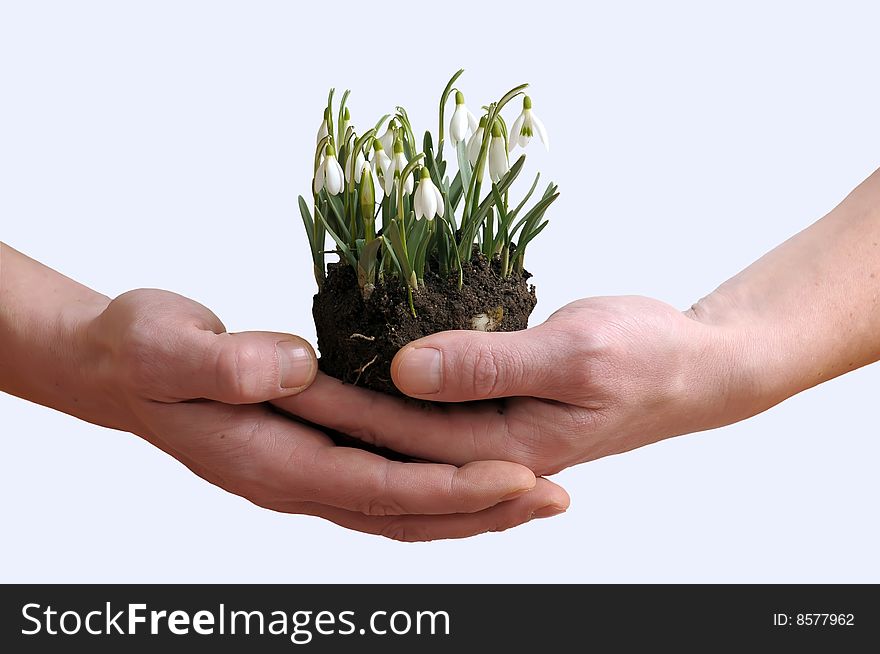 Close up of a strong male hands holding a small clump of delicate snowdrops. Isolated on white background. Close up of a strong male hands holding a small clump of delicate snowdrops. Isolated on white background.