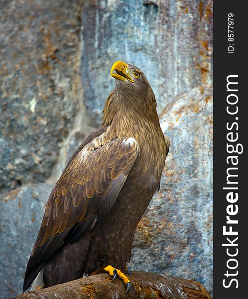 Photograph of  a beautiful Kestrel