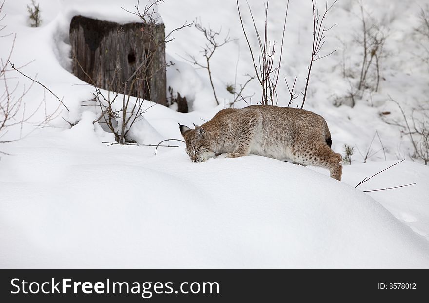 Siberian Lynx on the Hunt for Food. Siberian Lynx on the Hunt for Food