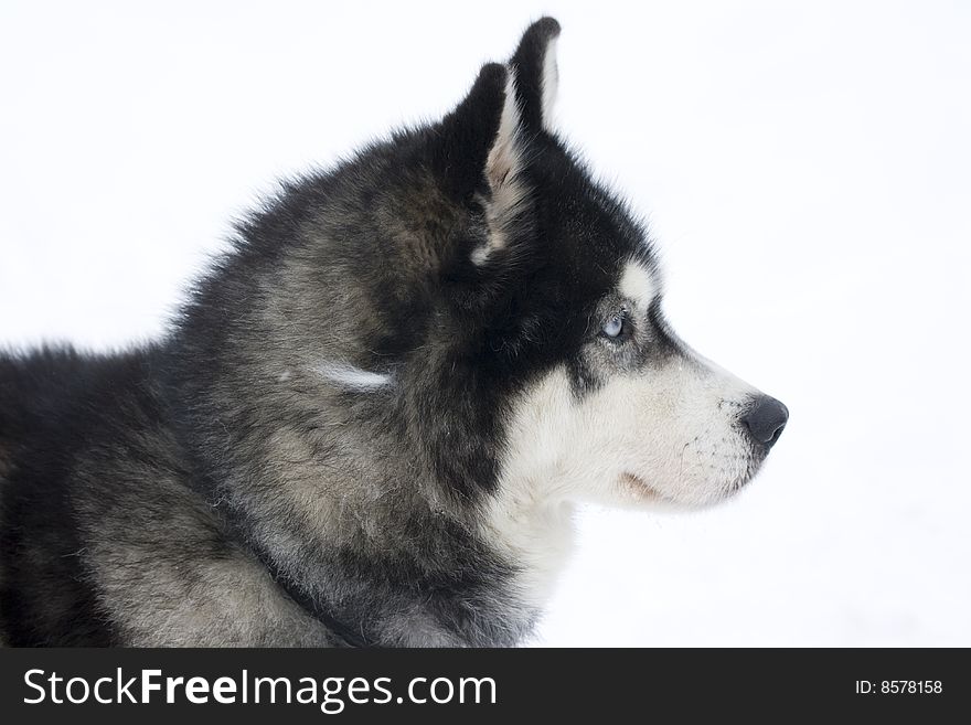 Close up of a Husky in front of a sledge. Close up of a Husky in front of a sledge