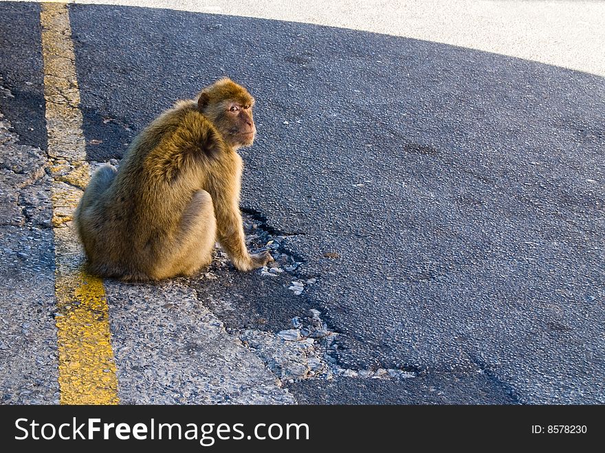 European monkeys at the Rock of Gibraltar. European monkeys at the Rock of Gibraltar.