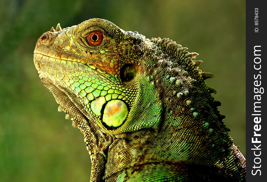 Portrait of the lizard close up. Portrait of the lizard close up