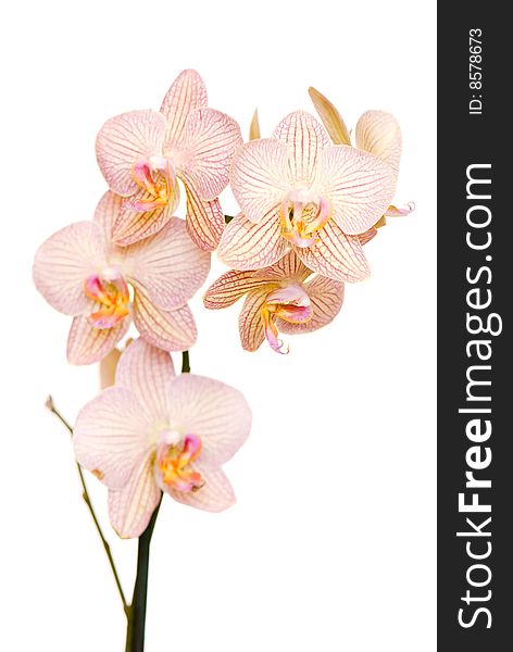 Orchid of falinopsis on a light background