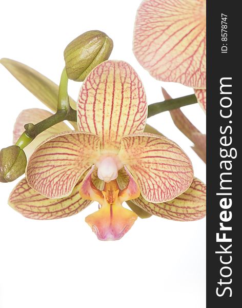 Orchid of falinopsis on a light background