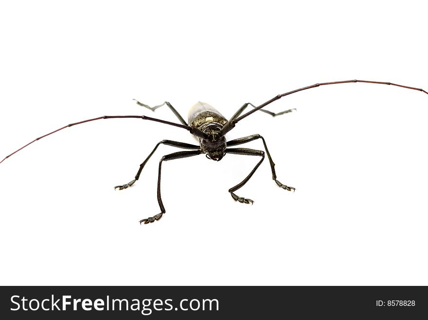 Capricorn beetle