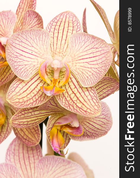 Orchid of falinopsis on a light background