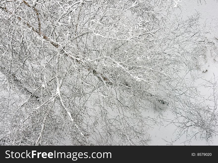 Winter tree branches under snow. Winter tree branches under snow