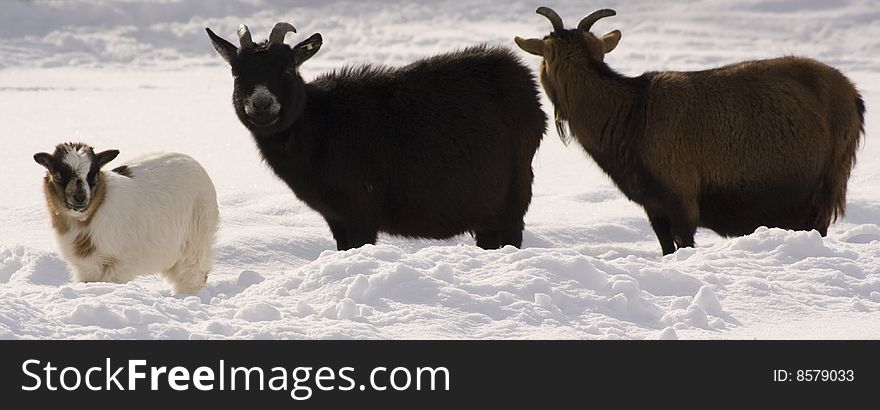 Side close up of three goats in snow