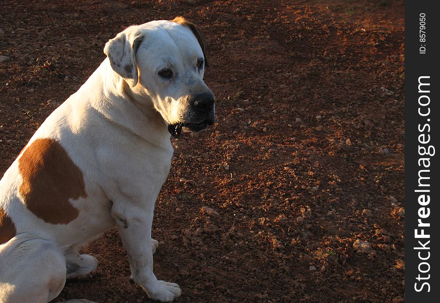 Big Dog - a big stray farm dog in North Carolina