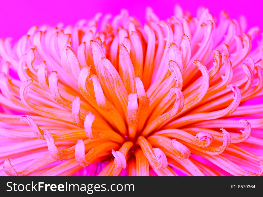 Chrysanthemum flower photographed close up. With colour processing