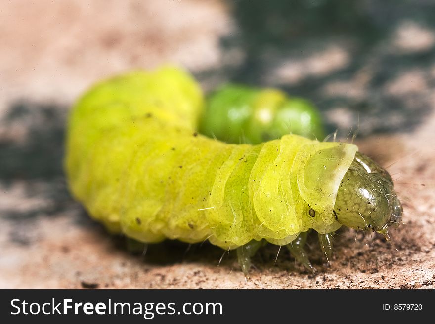 A close up macro photograph of a caterpillar on a gardening hand trowel covered in soil. A close up macro photograph of a caterpillar on a gardening hand trowel covered in soil