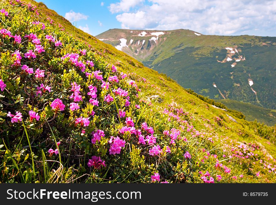 Red flowers on summer mountainside. Red flowers on summer mountainside