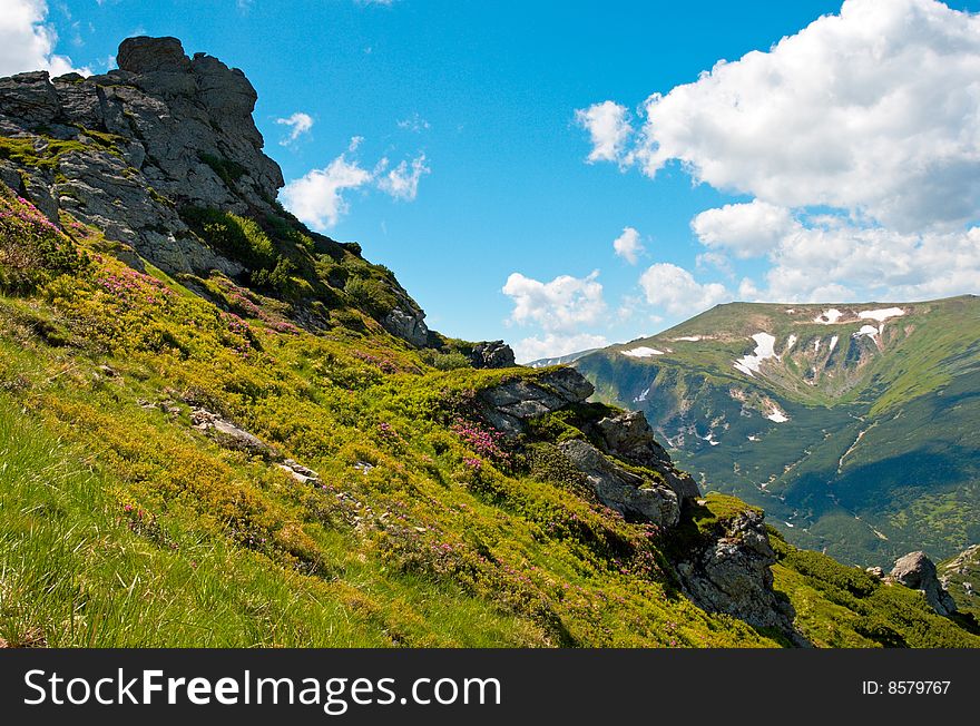 Pink rhododendron flowers on summer mountainside. Pink rhododendron flowers on summer mountainside