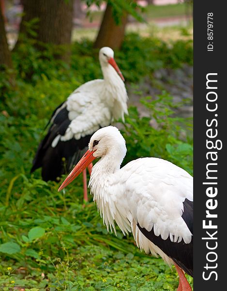 Stork group in zoological garden