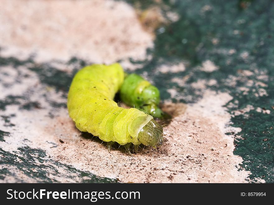 Caterpillar Macro Close Up