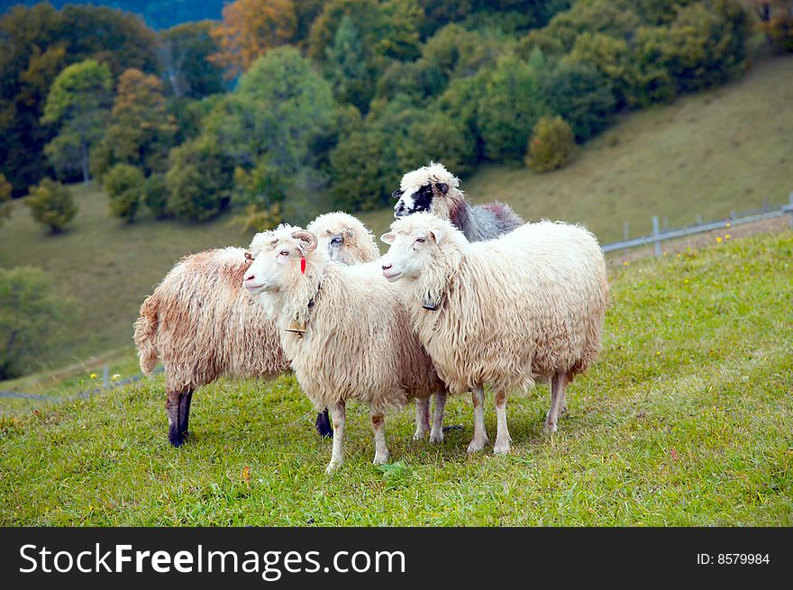 Sheep herd on mountain plateau pasture (Carpathian mountain, Ukraine). Sheep herd on mountain plateau pasture (Carpathian mountain, Ukraine).