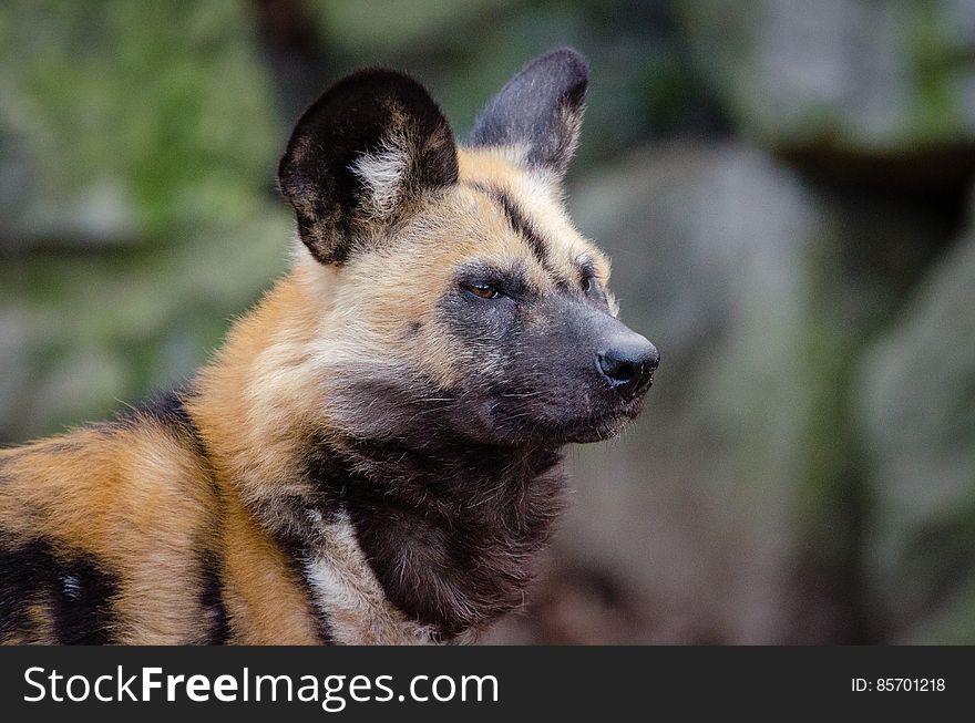 African wild dog