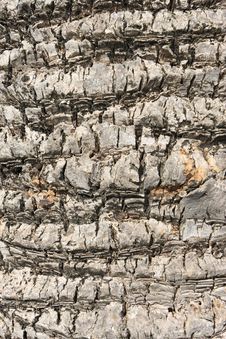 Bark Of Palm Royalty Free Stock Photos