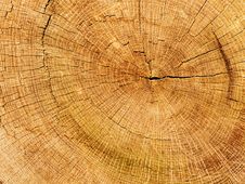 Cut A Tree An Oak Royalty Free Stock Image