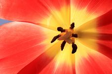 Red Exposed Tulip. Royalty Free Stock Images Red Exposed Tulip. Royalty Free Stock Images