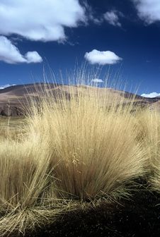 Pampas Gras In Bolivia,Bolivia Royalty Free Stock Image Pampas Gras In Bolivia,Bolivia Royalty Free Stock Image