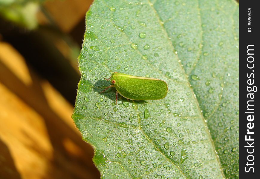 Green Leaf Bug