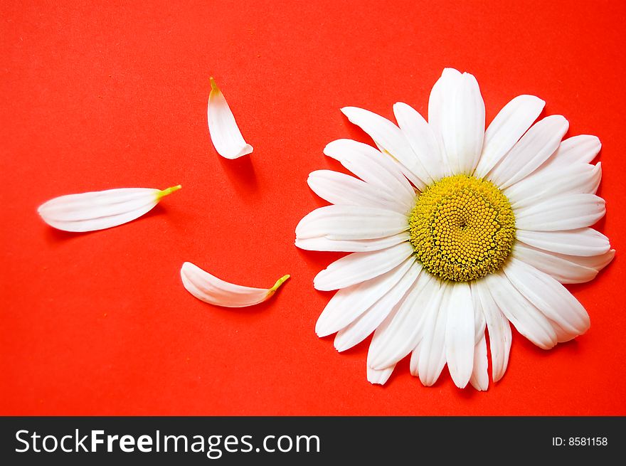 White chamomile with some petals on pink