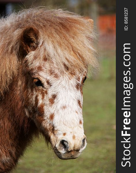 Image of Pony in paddock. Image of Pony in paddock