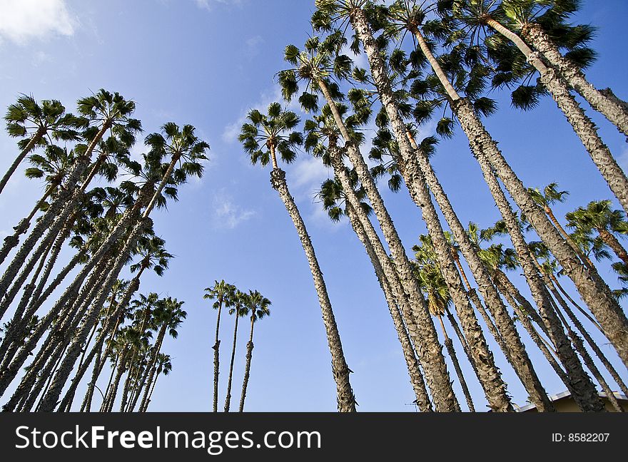 Palm trees cluster with blue sky backdrop