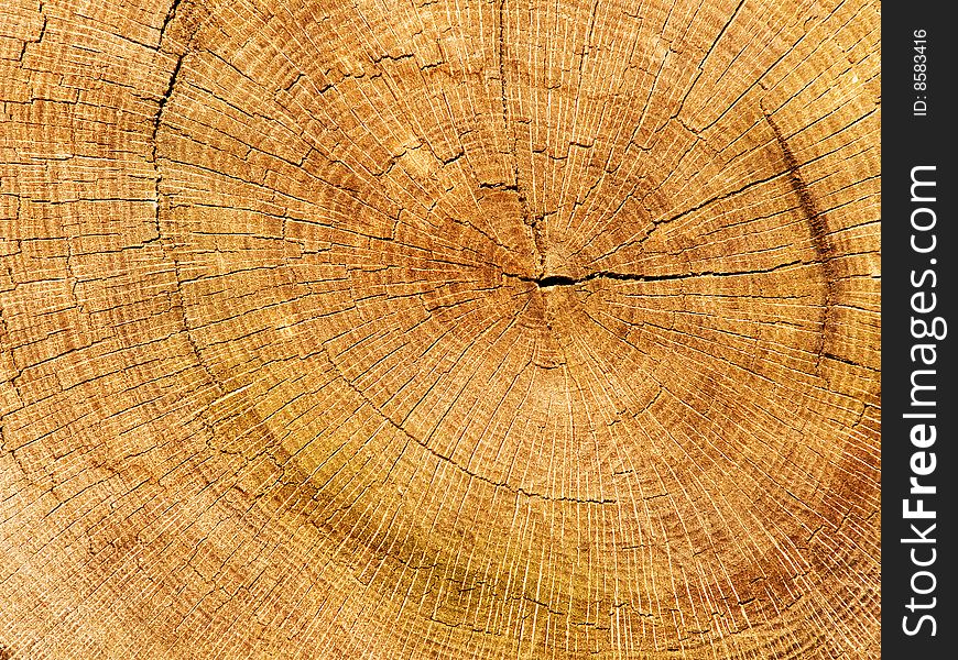 Cut a tree an oak Ð°bstract background