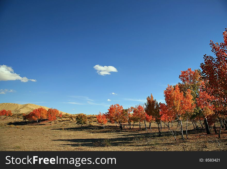 The autumn landscape with red tree.