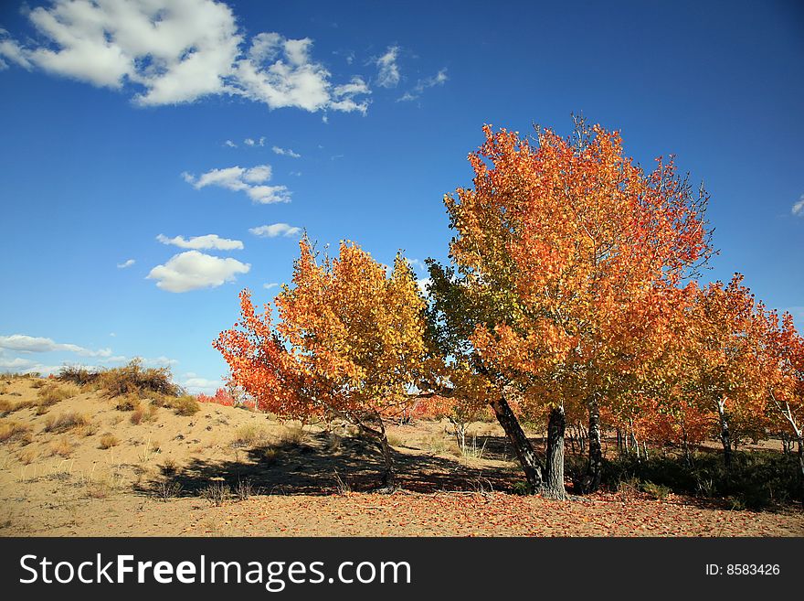 The autumn landscape with red tree.