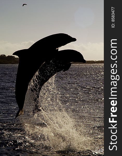 Silhouette of two dolphins breaching out of ocean.