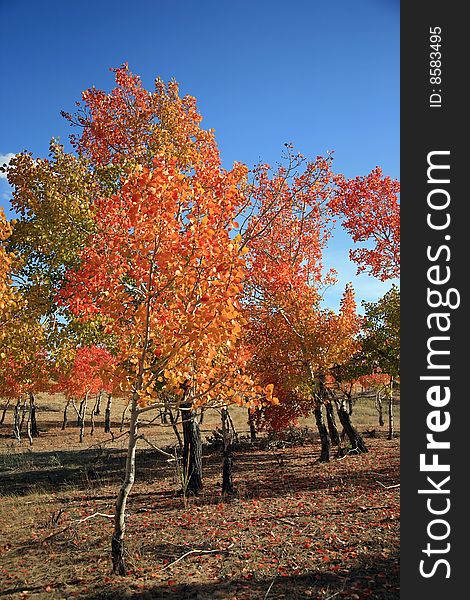 The autumn landscape with red tree.xinjiang,china